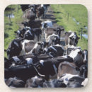 Search for dairy farm barware Milk