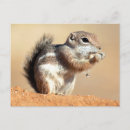 Search for desert squirrels Superstock