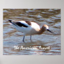 Search for american wildlife posters Nature