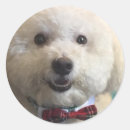 Search for fluffy dog stickers Cute