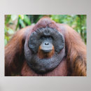 Search for orangutan posters Animals