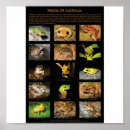 Search for treefrogs Animals