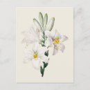 Search for white lily postcards Botanical