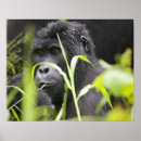 Search for uganda posters Wildlife
