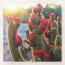 Search for red flower coasters Photography