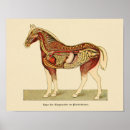 Search for pferd art Equine