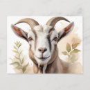 Search for goat postcards Wildlife