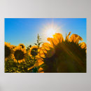 Search for sunstar Garden