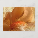 Search for beard horizontal postcards Flower