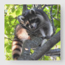 Search for raccoon clocks Adorable