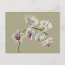 Search for orchid postcards Plants