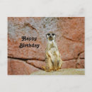Search for meerkat birthday cards Suricata suricatta