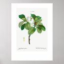 Search for vintage magnolia posters Botanical