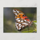 Search for viceroy postcards Butterfly