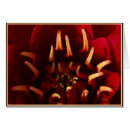 Search for scarlett Red
