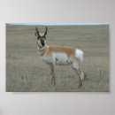 Search for pronghorn posters Antilocapra americana