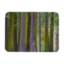 Search for tree trunks magnets Moss