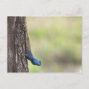 Search for agama Horizontal