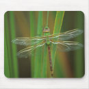 Search for nancy mouse mats Superstock