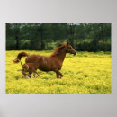 Search for habitats posters Environment
