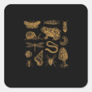 Search for moth square stickers Cottagecore