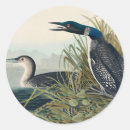 Search for audubon birds stickers Birds of america