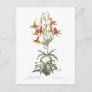 Search for lilium postcards Lily