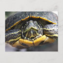 Search for digital turtles postcards Nature