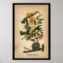 Search for ruby throated posters Audubon