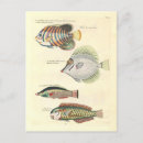 Search for poissons postcards Fish
