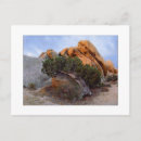Search for juniper postcards Southwest