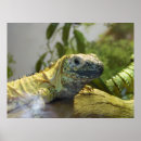 Search for iguanas posters Photography