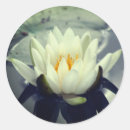 Search for white water lily stickers Nature