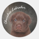 Search for chocolate labrador stickers Pets
