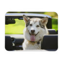 Search for dog car magnets Canine