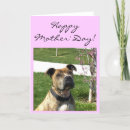 Search for akc cards Terrier