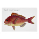 Search for red fish posters Watercolor