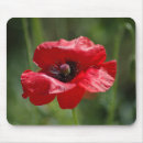 Search for single mouse mats Nature