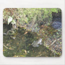 Search for frog photography Water