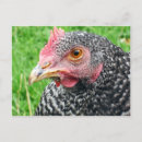 Search for poultry postcards Chicken