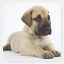 Search for great dane puppies stickers Animals
