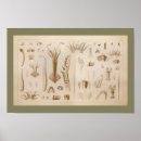Search for squid art Cephalopod