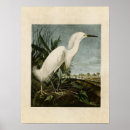 Search for white egret Snowy heron