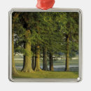 Search for kentucky christmas tree decorations Nature