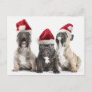Search for bulldog puppies cards Studio shot