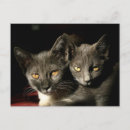 Search for cat mother postcards For pets