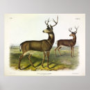 Search for black deer posters Illustration