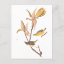 Search for warbler postcards John james audubon