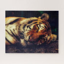 Search for tiger puzzles Photograph
