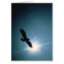 Search for eagle sky Freedom